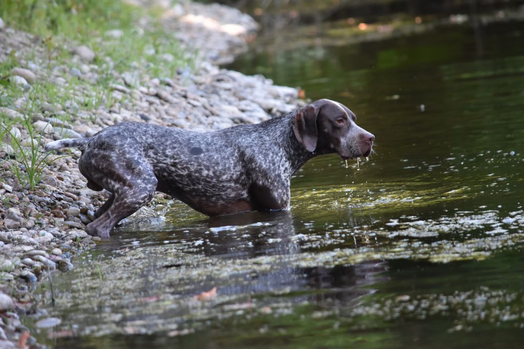 Les chiens de l'élevage 